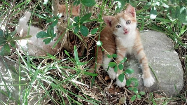 关键先生诞生！班凯罗末节统治力助湖人险胜热火