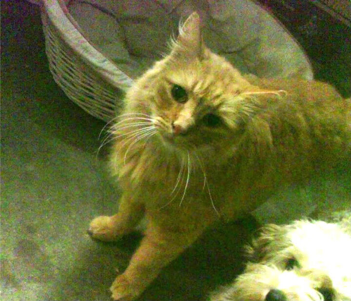 橙衣铁闸的证明之战，德里赫特高光表现如何重塑勒沃库森对阵英格兰的战术格局